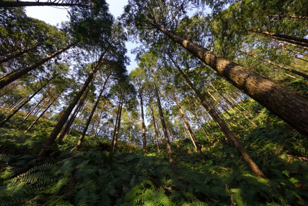 高く伸びる森林の木々と青空、地面を緑のシダが覆う自然の写真
